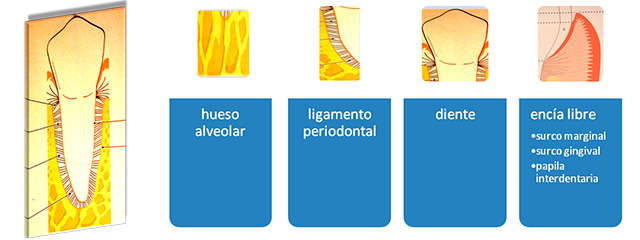 Anatomía del periodonto